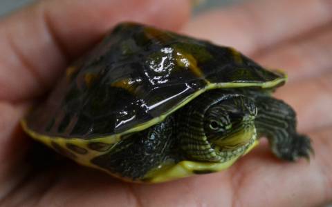 Baby Golden Thread Turtles for sale