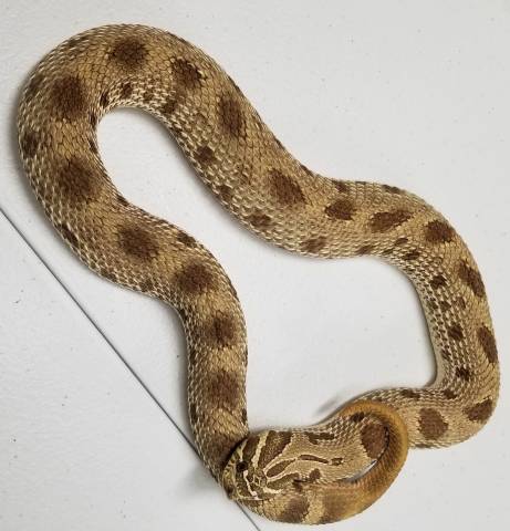 Sub Adult Anaconda Western Hognose Snakes