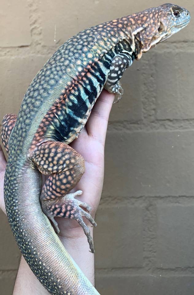 Giant Chinese Butterfly Agamas