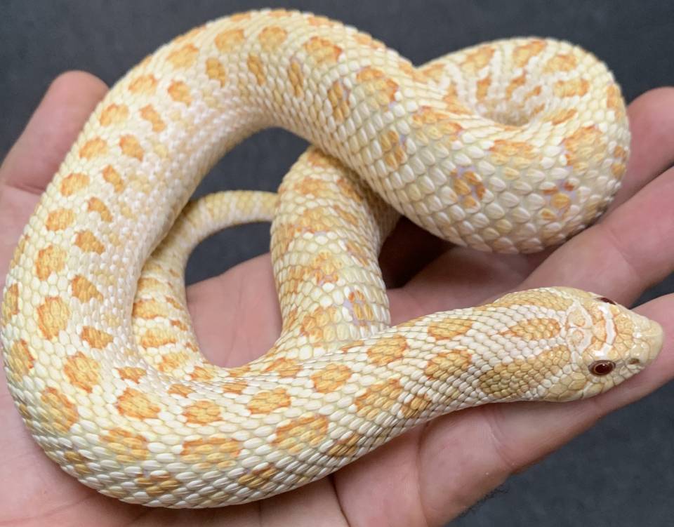 Adult Albino Western Hognose Snakes For Sale
