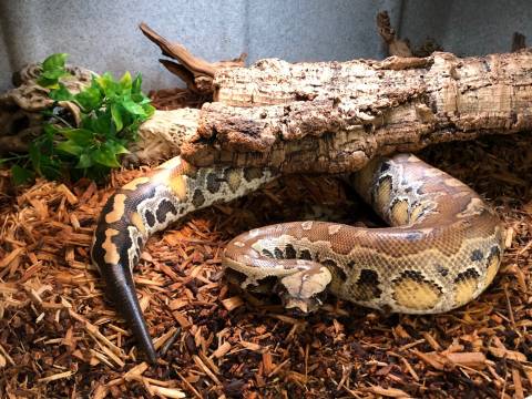 Adult Sumatran Blood Pythons for sale