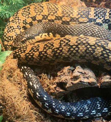 Madagascar Giant Hognose Snakes for sale