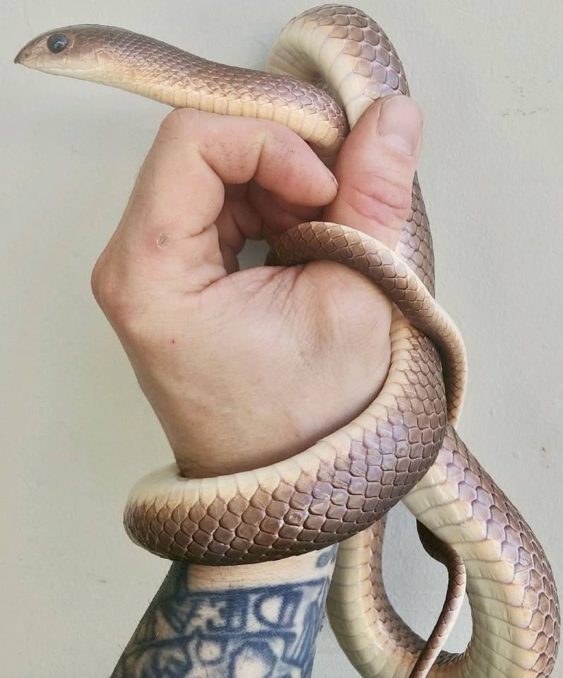 Red Anaconda Snake Size