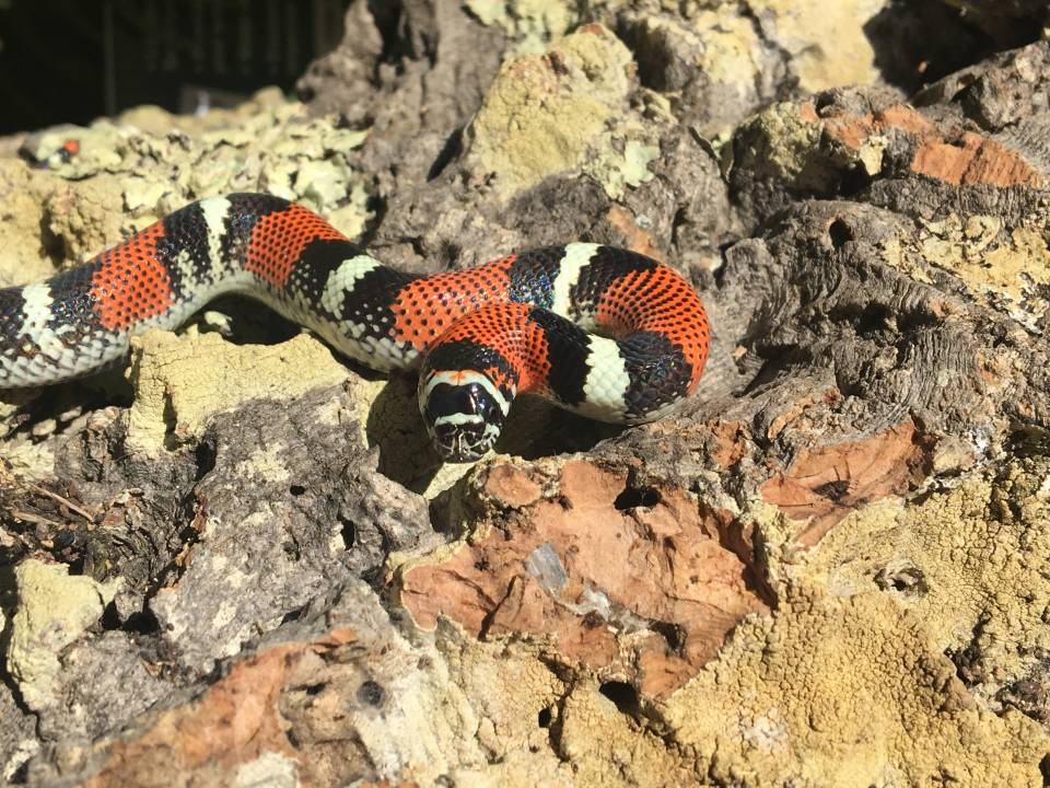 Tricolor Hognose: Care Guide Species Profile Everything