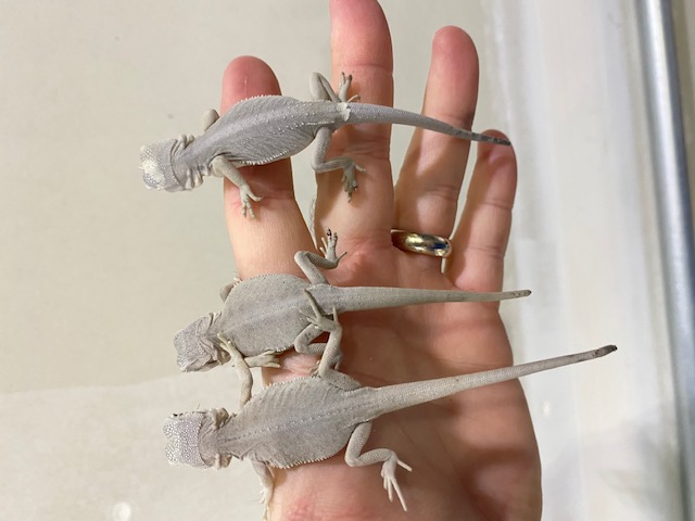 WE HAVE HYPO ZERO BEARDED DRAGON FOR SALE.