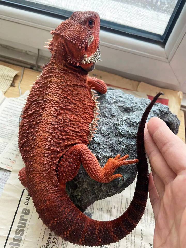 red and black bearded dragon