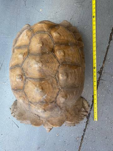 Adult Male Sulcata Tortoises For Sale