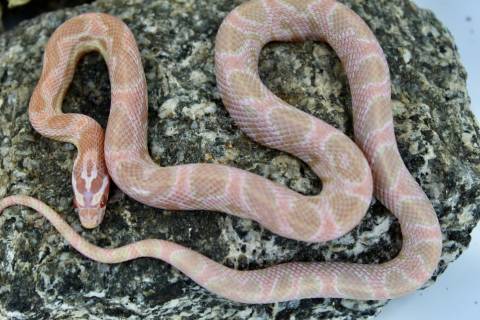 Baby Coral Snow Cornsnakes