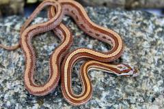 Baby Terrazzo Cornsnakes