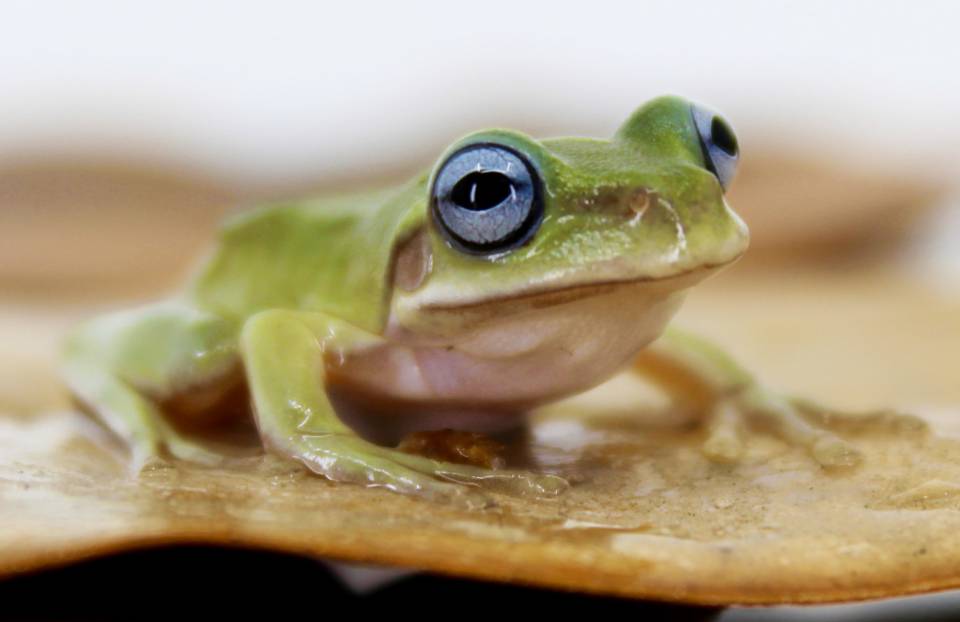 Baby Blue Eyed Whites Tree Frogs for sale