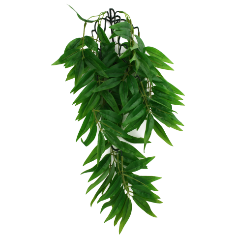 Komodo Bamboo Climbing Plant Small