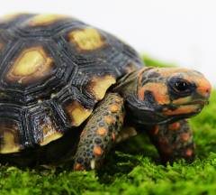 Tortoises and Turtles