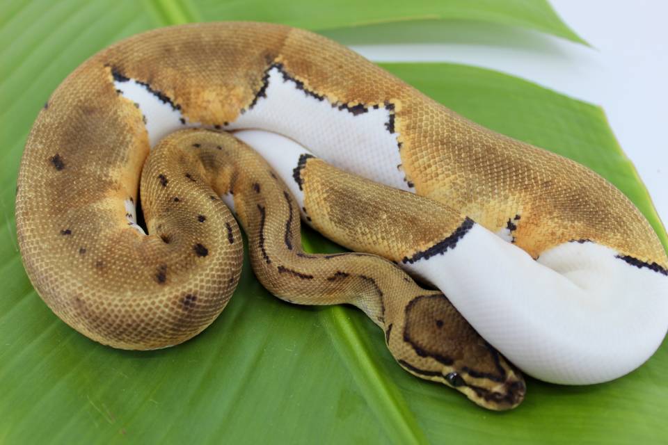 pastel piebald ball python