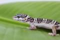 Baby Mack Snow Leopard Geckos