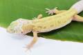 Baby Leucistic Leopard Geckos