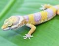 Baby Albino Leopard Geckos