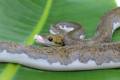 Baby Female Piebald Reticulated Pythons