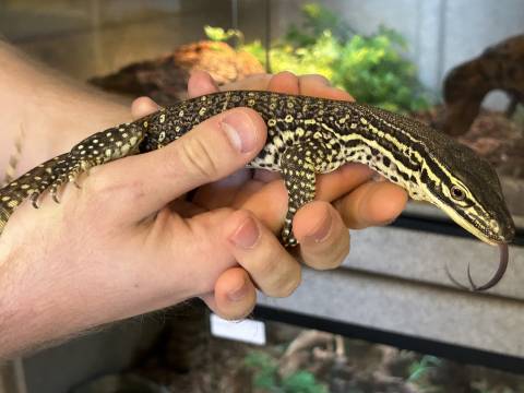 Baby Argus Monitor 1