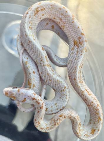 Hypo Albino Calico Chinese Beauty Ratsnake