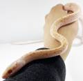 Hypo Albino Calico Chinese Beauty Ratsnake