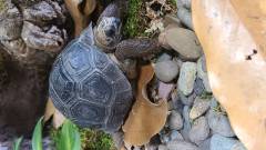 Tortoises and Turtles