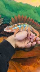 Sub Adult Male Ambilobe Panther Chameleons