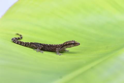 Yellow Bellied Mourning Geckos