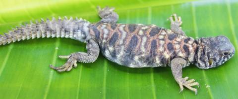 Baby Ornate Uromastyx