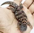 Baby Ornate Uromastyx