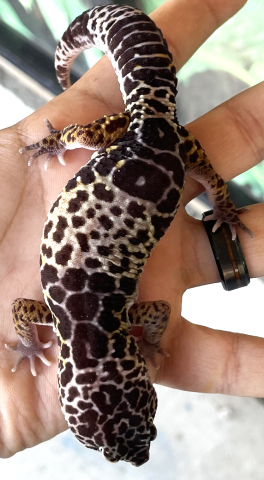 Adult Male West Indian Leopard Geckos