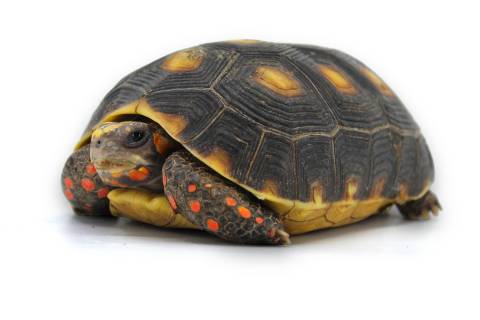 Medium Red Foot Tortoises