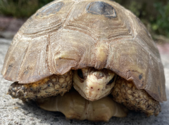 Tortoises And Turtles