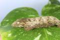 Baby Male Pine Island Leachianus Geckos