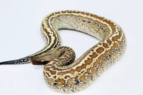 Baby Batik Blood Pythons