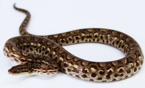 Baby Colombian Rainbow Boas