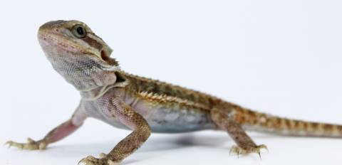 Small Translucent Bearded Dragons