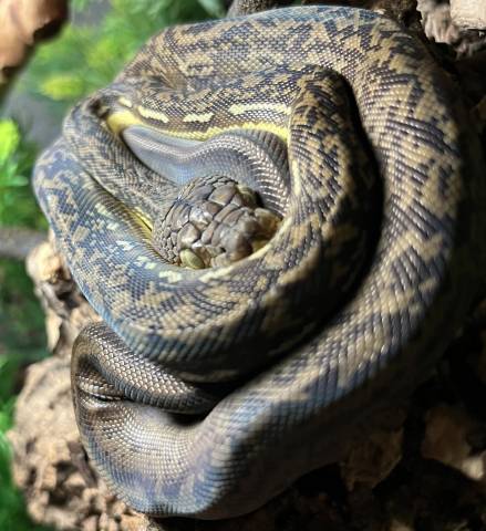 Timor Pythons