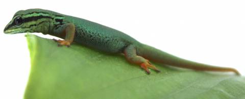 Baby Electric Blue Geckos