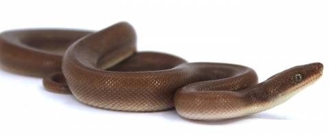 Baby Patternless Colombian Rainbow Boas