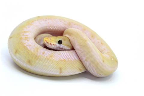 Baby Banana Enchi Spinner Ball Pythons