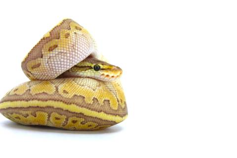 Baby Pastel Kingpin Ball Pythons