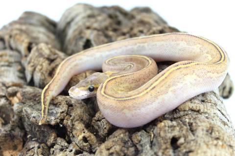 Baby Pinstripe Puma Ball Pythons