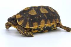 Speke's Hinge-back Tortoises