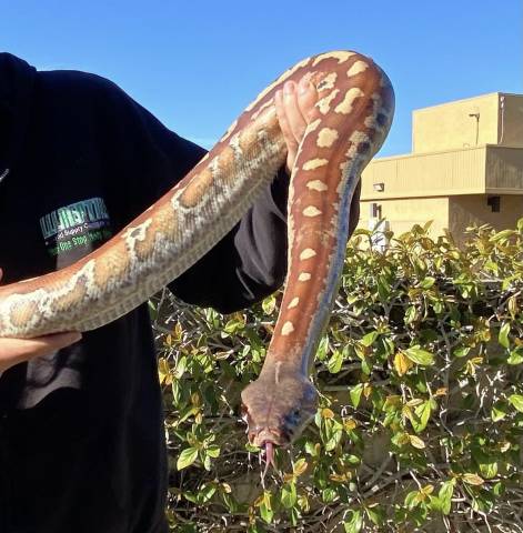 Adult Sumatran Blood Pythons