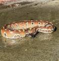 Adult Sumatran Blood Pythons