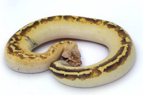 Baby Ivory Blood Pythons