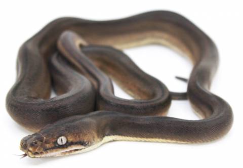 Baby Golden Child Tiger Reticulated Python