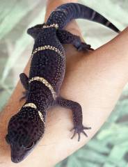 Sub Adult Chinese Cave Geckos (hainanensis)