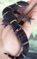 Sub Adult Chinese Cave Geckos (hainanensis)