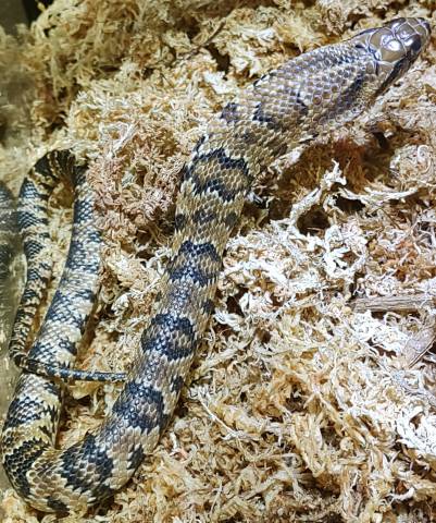 Baby False Water Cobras